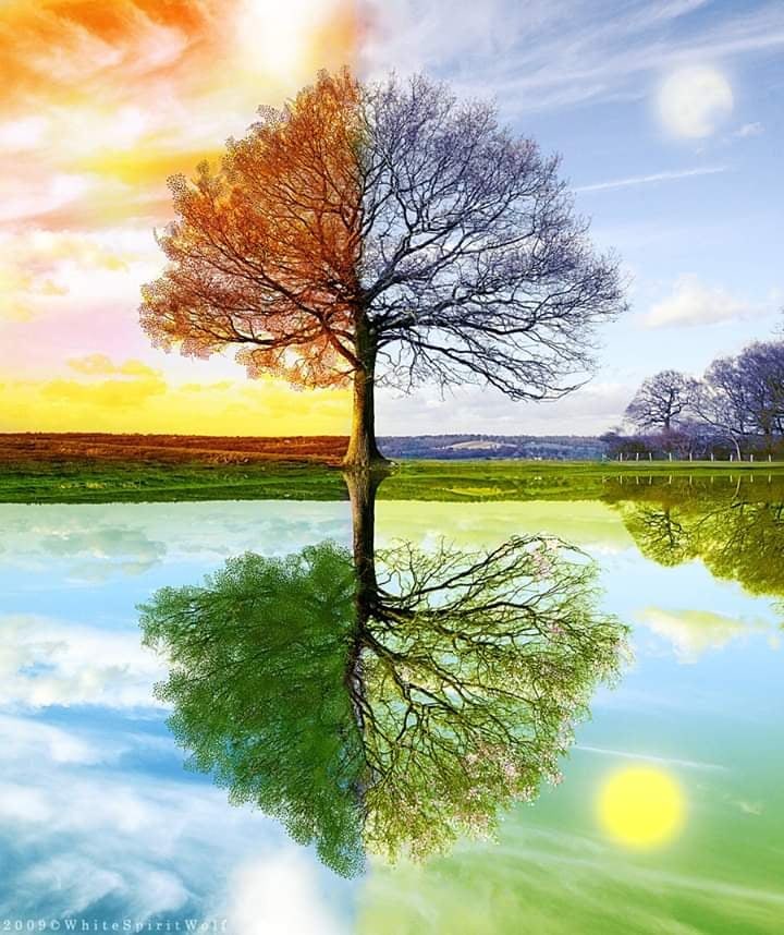 Tree reflection Tree reflection